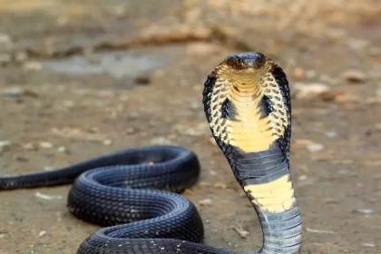 King cobra in Kaziranga national park india - The Fourth