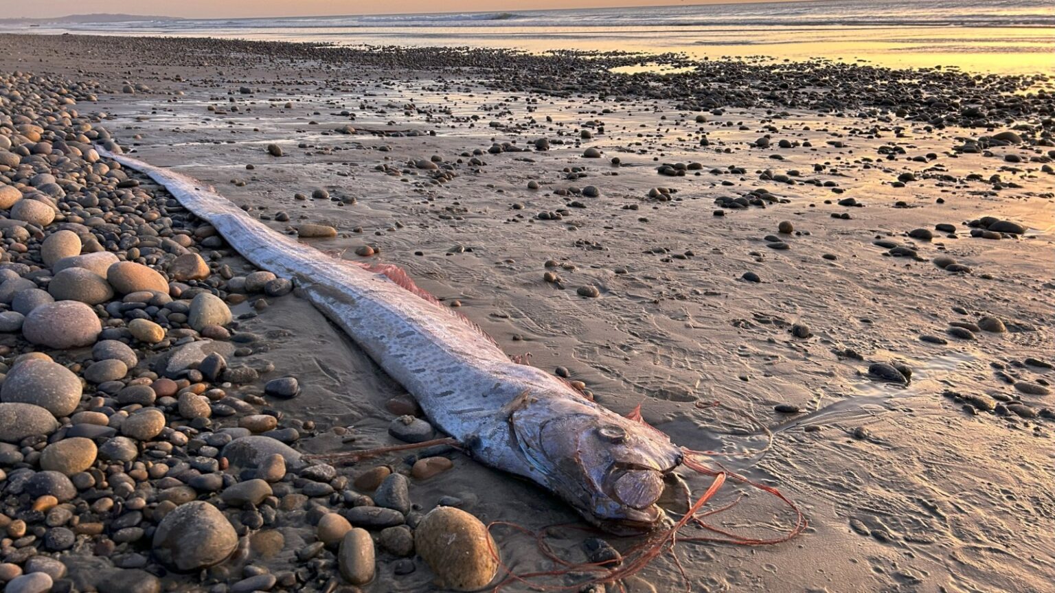 doomsday fish found california beach - The Fourth