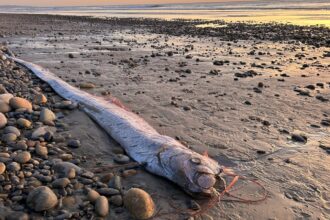 doomsday fish found california beach - The Fourth