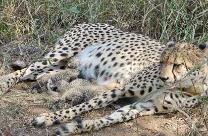 KUNO में खुशखबरी: गामिनी ने दिए तीन नए शावक