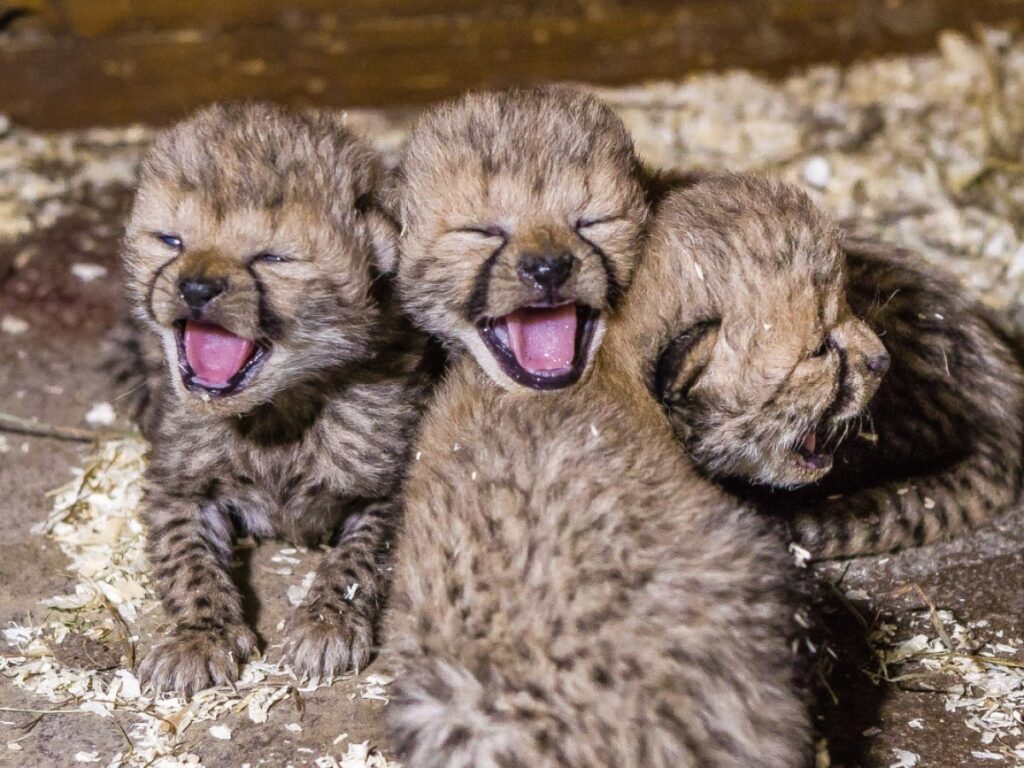 WhatsApp Image 2026 02 18 at 5.15.16 PM 1 - The Fourth