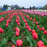 IMG 20260316 WA0015 - The Fourth