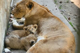 IMG 20260318 234229 - The Fourth