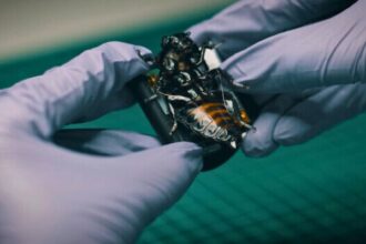 Germany ने बनाए जासूसी करने वाले Cyborg Cockroach, कैमरा और सेंसर से करेंगे निगरानी