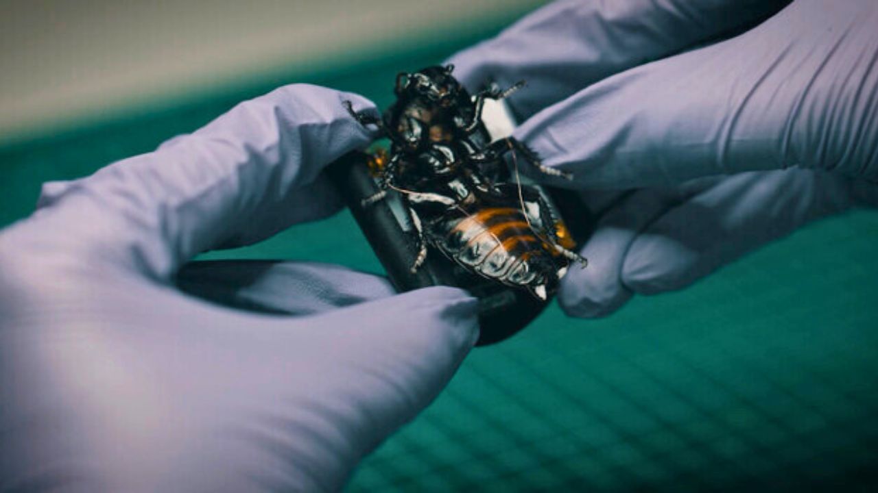Germany ने बनाए जासूसी करने वाले Cyborg Cockroach, कैमरा और सेंसर से करेंगे निगरानी
