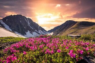 uttarakhand-me-fir-khila-valley-of-flowers-ka-saundarya