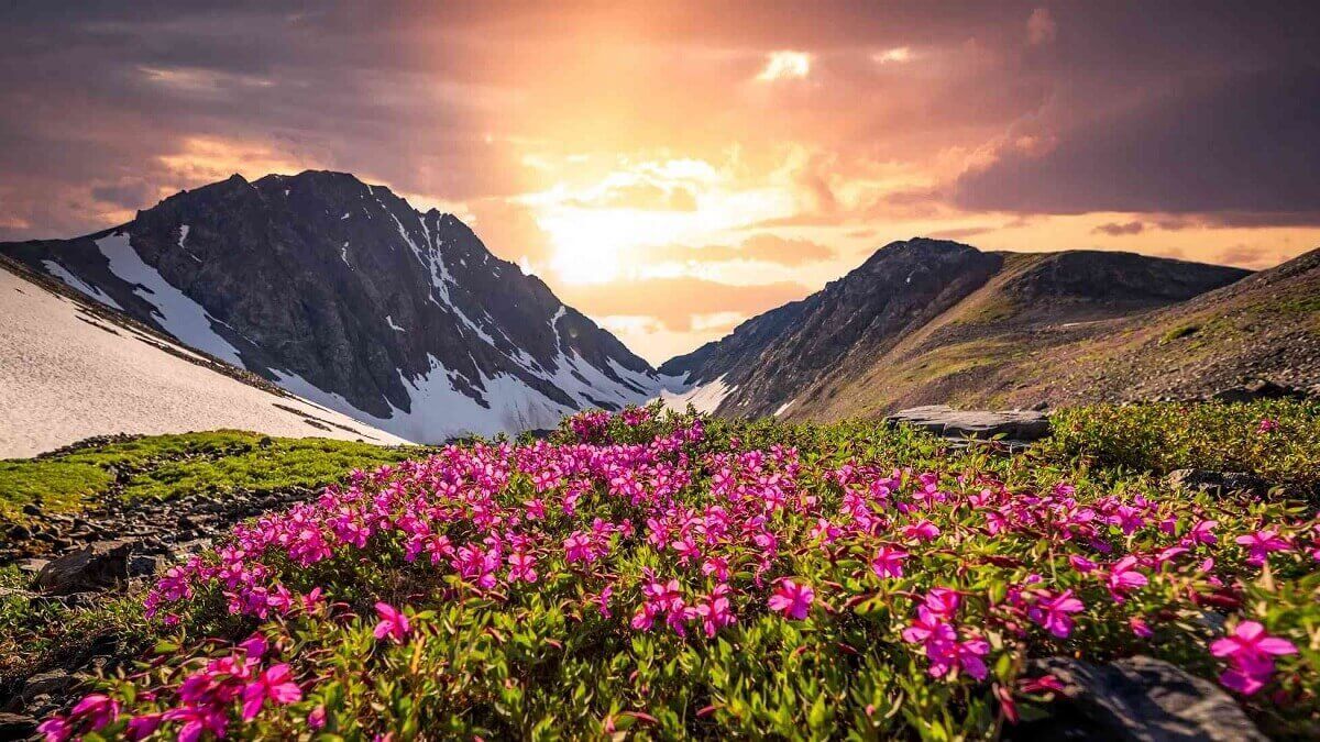 uttarakhand-me-fir-khila-valley-of-flowers-ka-saundarya