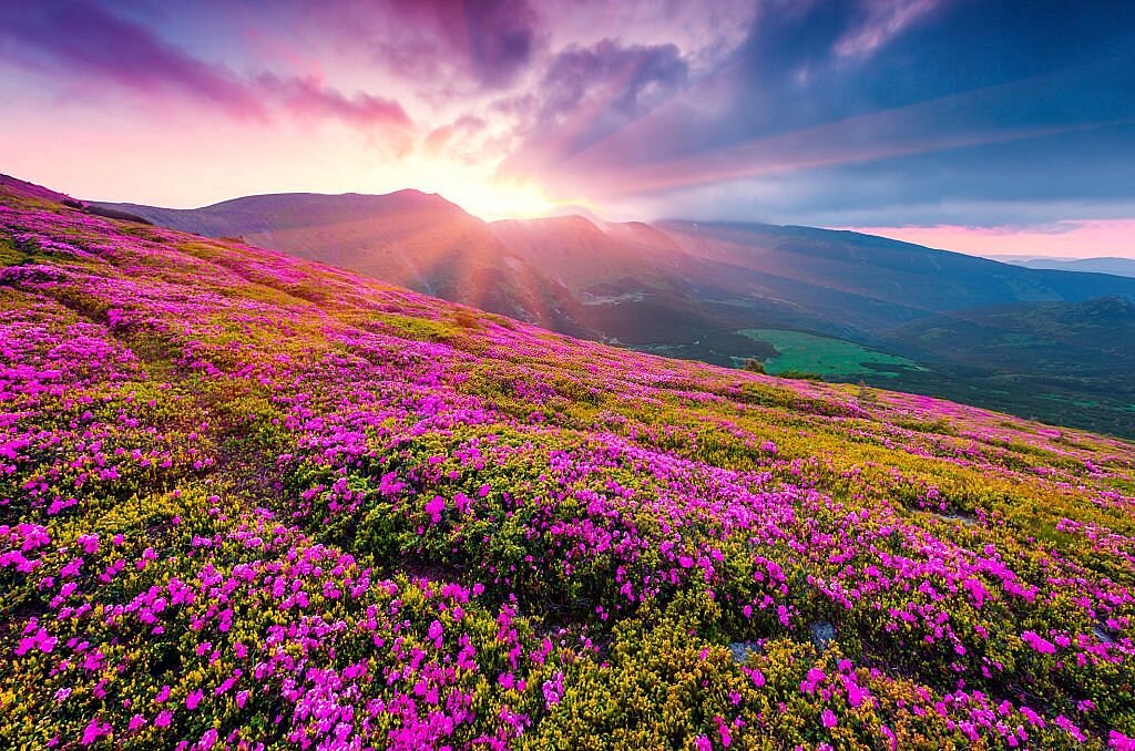 uttarakhand-me-fir-khila-valley-of-flowers-ka-saundarya