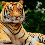 international-tiger-day-par-madhya-pradesh-ne-phir-dikhai-bagho-ki-takat