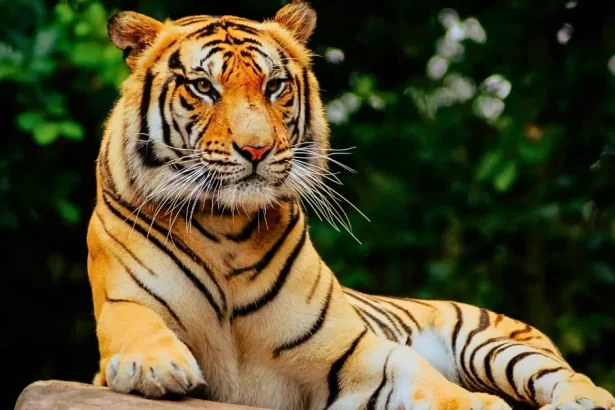 international-tiger-day-par-madhya-pradesh-ne-phir-dikhai-bagho-ki-takat