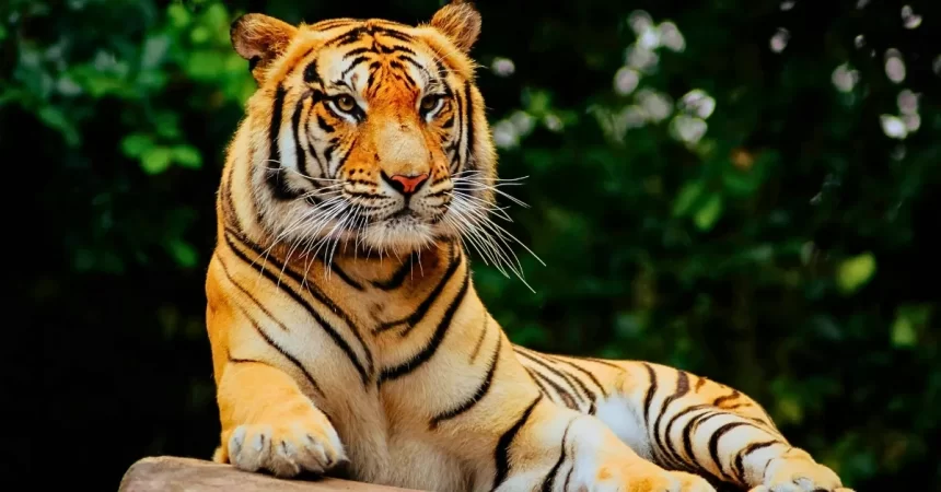 international-tiger-day-par-madhya-pradesh-ne-phir-dikhai-bagho-ki-takat